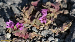 Diplacus cascadensis