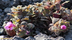 Diplacus cascadensis