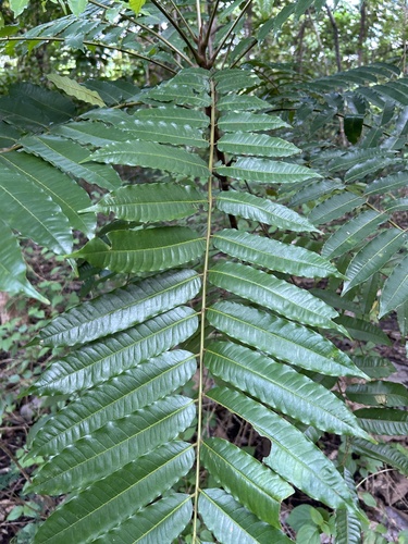Koordersiodendron pinnatum observed 2025-06-06