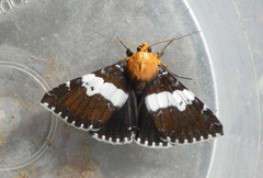 Buzara latizona