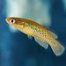 Sparks' Killifish - Photo (c) wetlander, some rights reserved (CC BY-NC), uploaded by wetlander