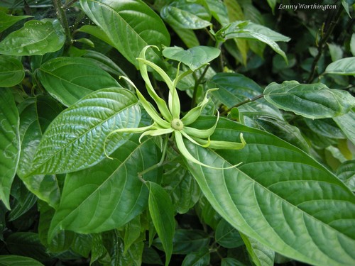 Cananga odorata