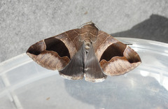 Bastilla solomonensis