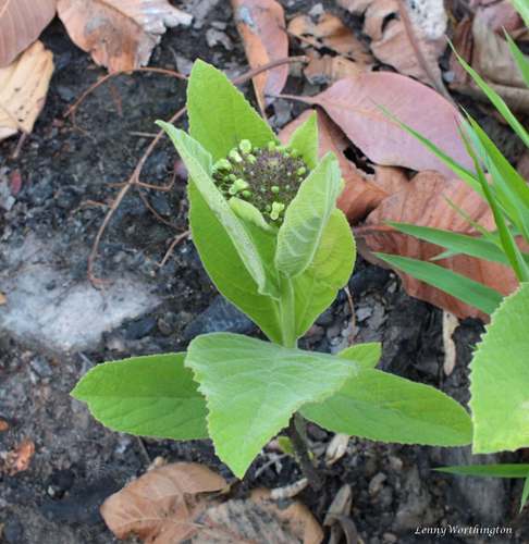 Premna herbacea observed 2015-03-30