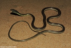 Dendrelaphis tristis