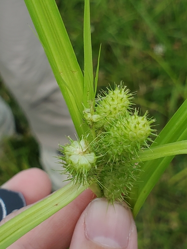 Frank's sedge (Carex frankii)