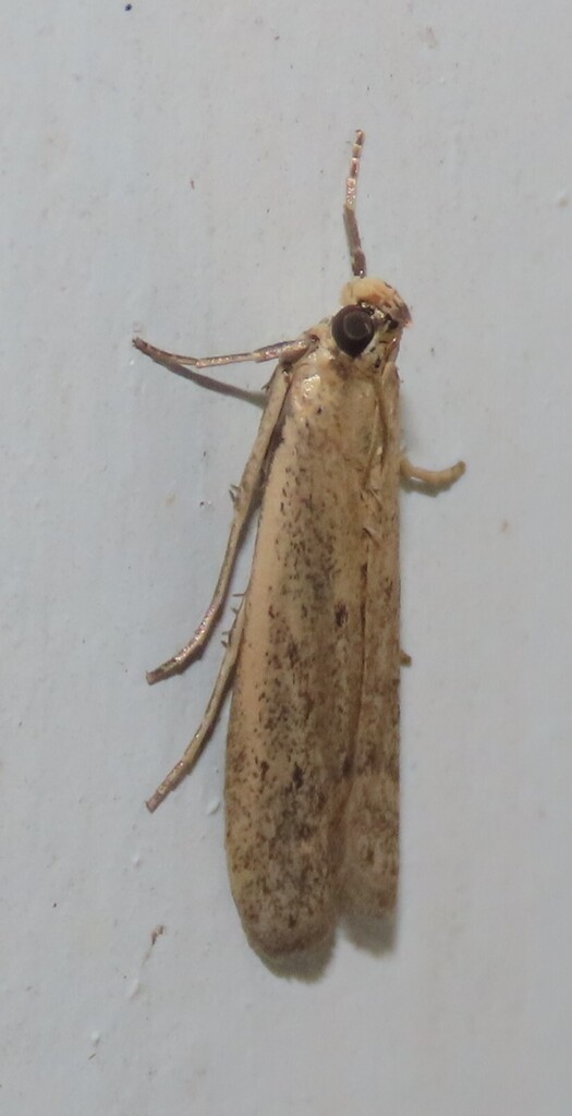sunflower moth