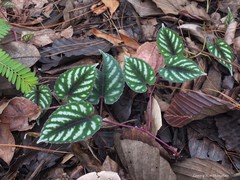Cissus discolor