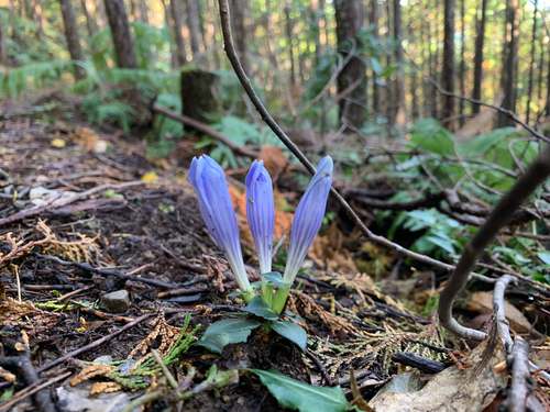Gentiana sikokiana iNat (2)