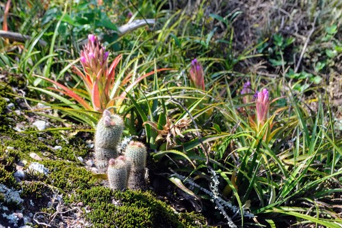 Frailea gracillima