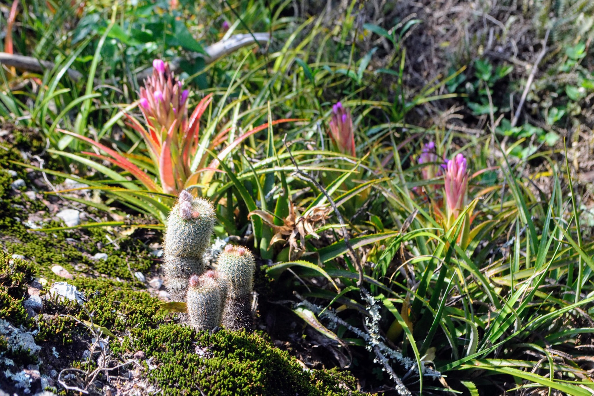 Frailea gracillima