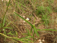 Caperonia castaneifolia