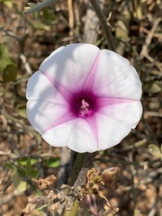 Ipomoea shirambensis