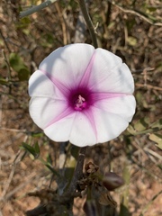 Ipomoea shirambensis