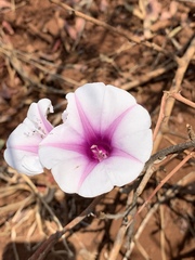 Ipomoea shirambensis