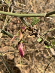 Ipomoea shirambensis