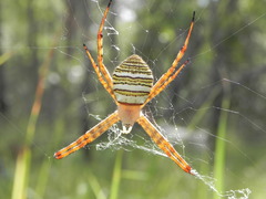 Argiope magnifica