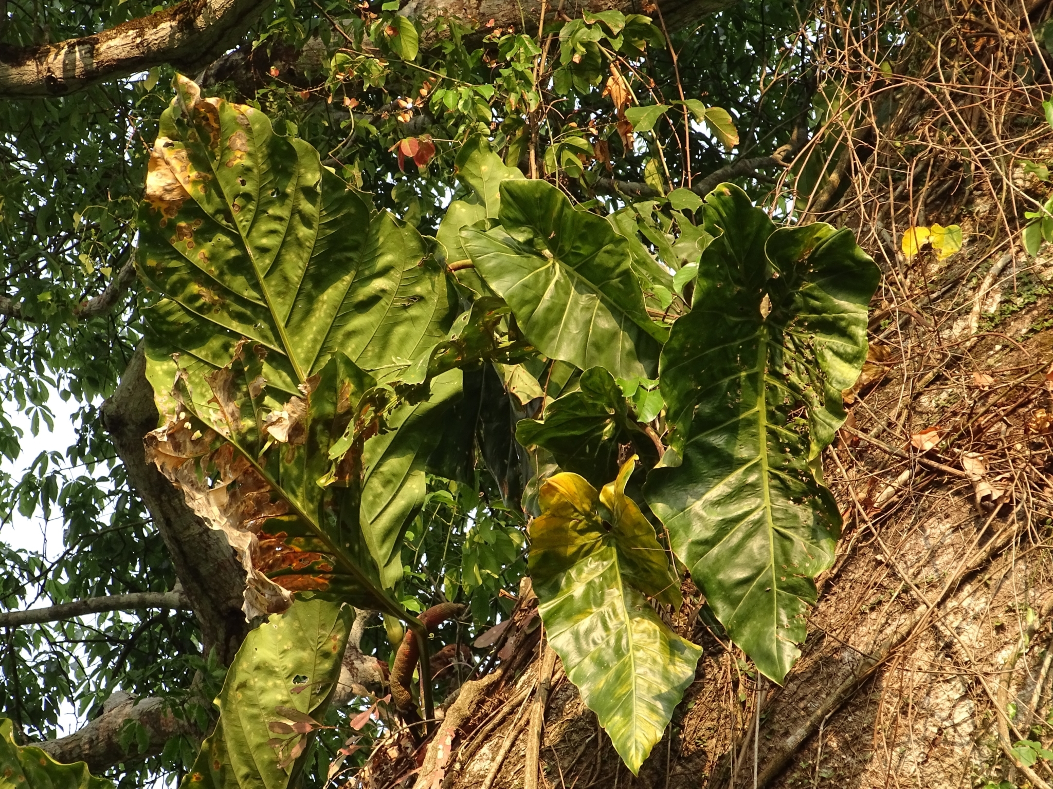 Philodendron maximum
