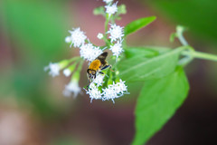 Pterallastes thoracicus