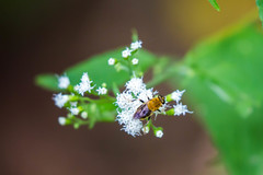 Pterallastes thoracicus