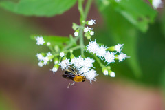 Pterallastes thoracicus