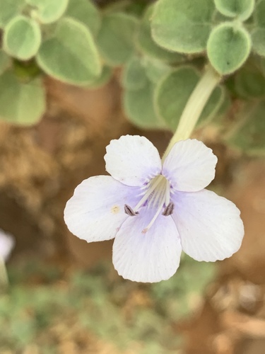 Barleria heterotricha image