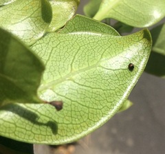 Serangium maculigerum