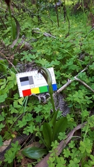 Pterostylis cucullata