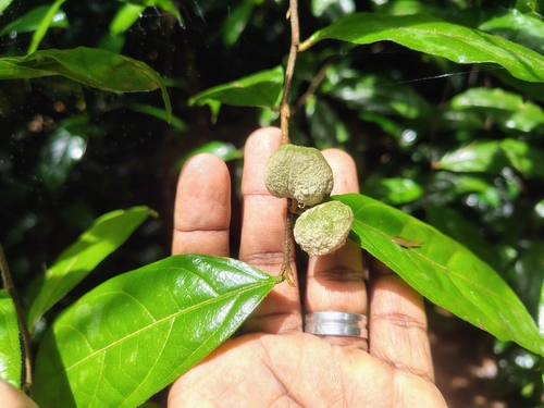 Dichapetalum gelonioides (Dichapetalum gelonioides)