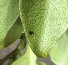 Serangium maculigerum