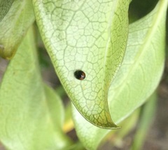 Serangium maculigerum