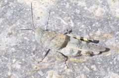 Heliastus benjamini