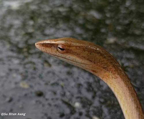 Photo of a River Vine Snake (Ahaetulla fronticincta)