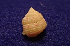 Clanculus clangulus