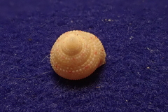 Clanculus clangulus