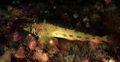 Longfin Sculpin photo 3