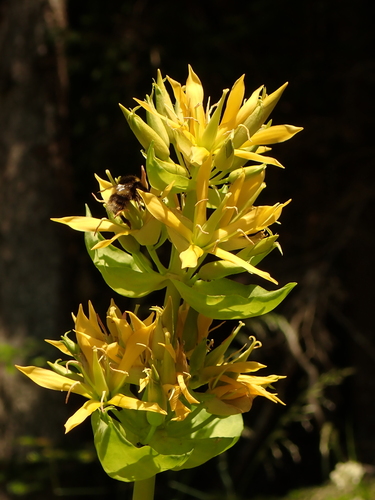 Gentiana lutea L.