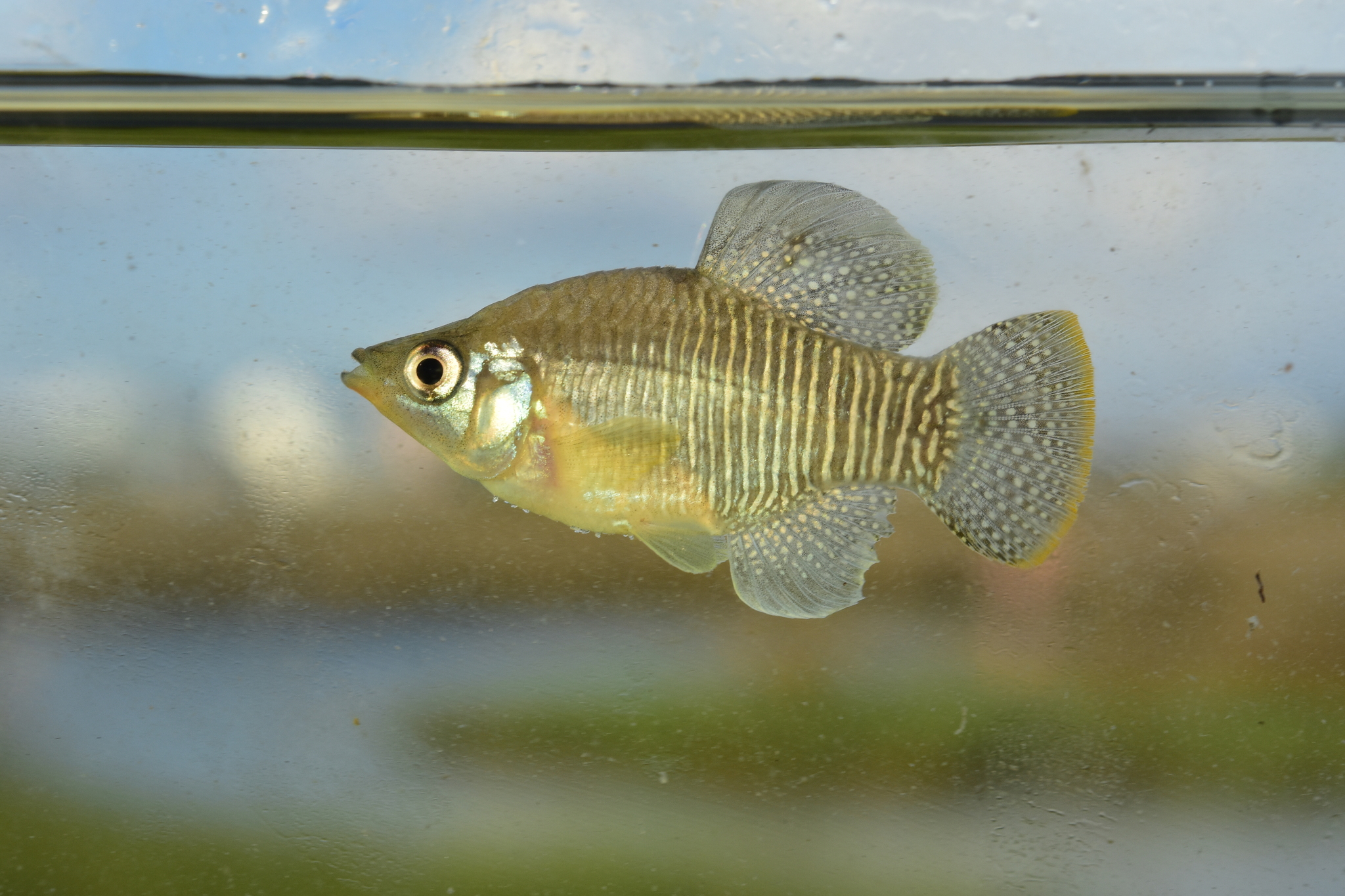 Fundulus xenicus