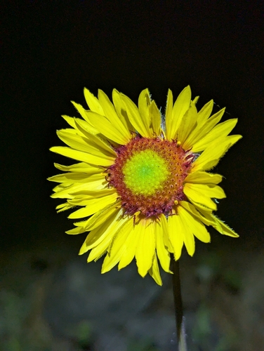 iNaturalist observation 2025-06-15