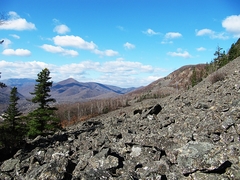 Cladonia amaurocraea
