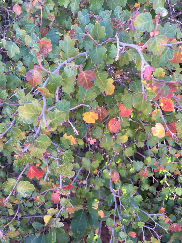 Fragrant sumac (Plants of St. Vrain State Park) · iNaturalist
