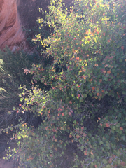 Rhus aromatica simplicifolia