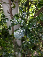 Erysiphe euonymicola