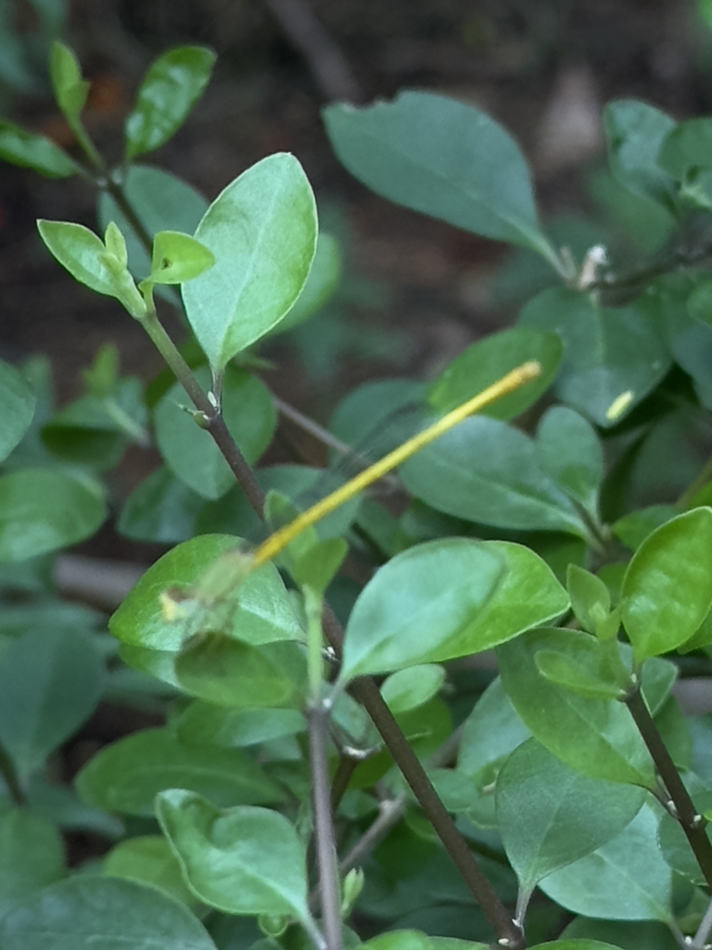 Coromandel Marsh Dart