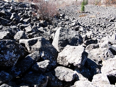 Cladonia amaurocraea