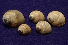 Notocochlis chemnitzii