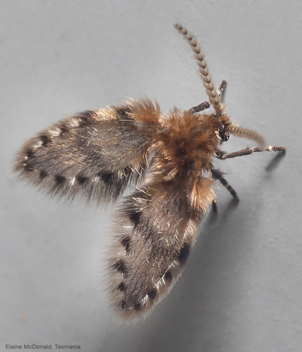 Brunettia alternata