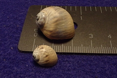 Notocochlis chemnitzii