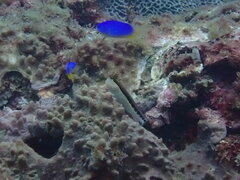 ヒトスジギンポ
