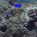 ヒトスジギンポ